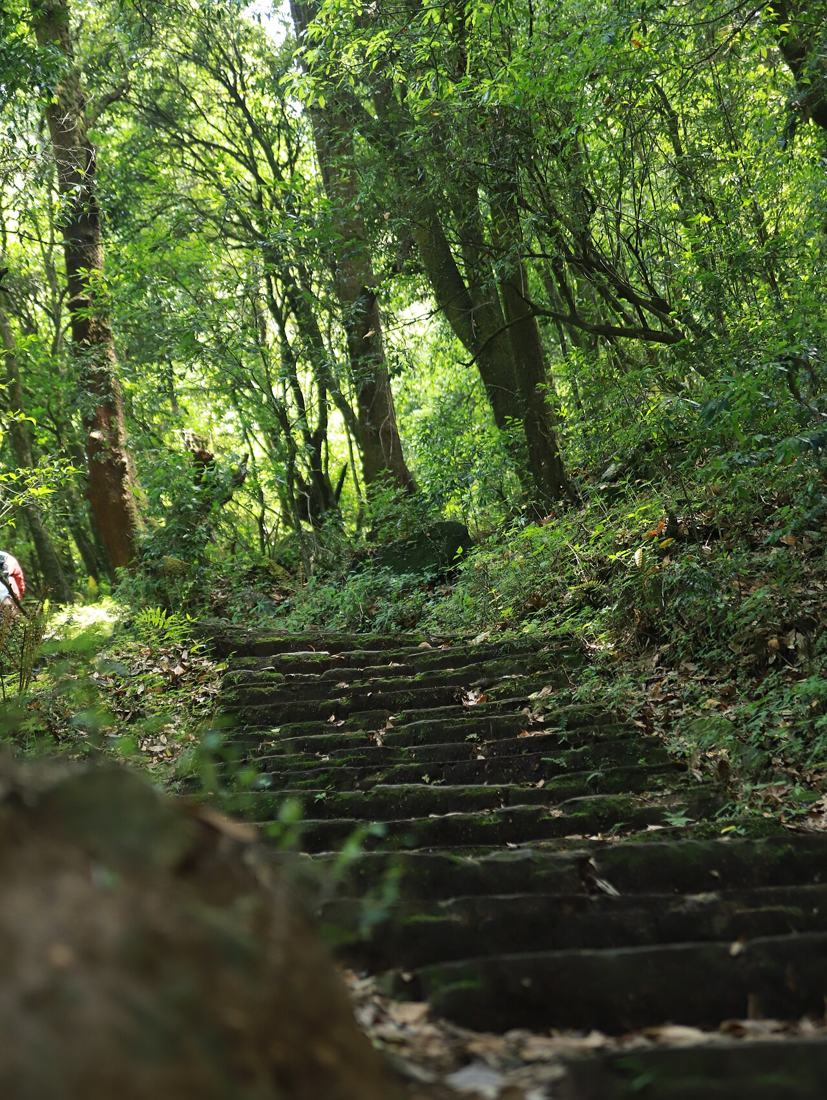 Moss-covered stone stairs on a forest path.