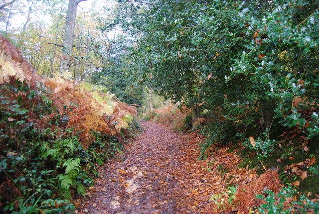 A woodland footpath in England.